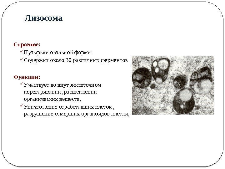 Строение лизосомы. Лизосомы структура и функции. Лизосомы строение и функции. Лизосомы строение и функции кратко. Особенности строения лизосомы.