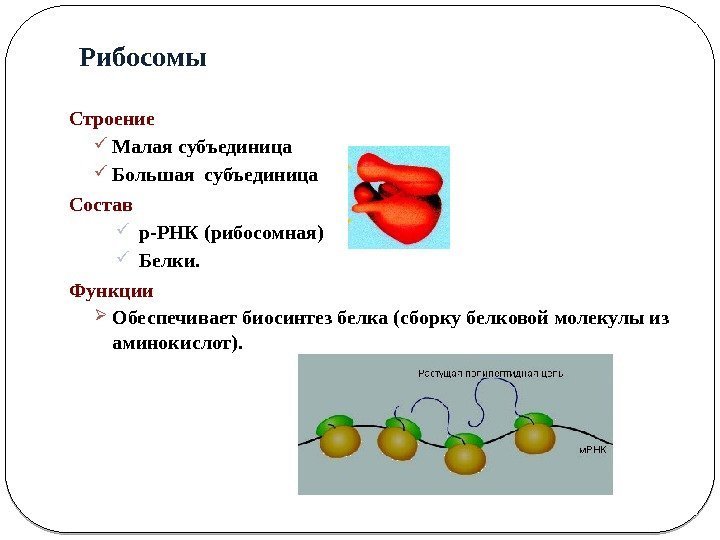 Рибосомы клетки строение и функции