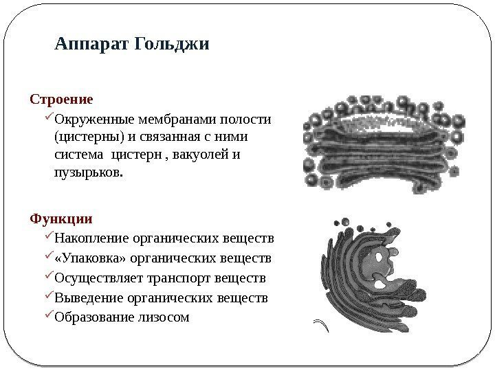 Функции аппарата. Функции аппарата Гольджи в клетке кратко. Структура клетки комплекс Гольджи. Аппарат Гольджи строение и функции. Аппарат Гольджи клетки строение и функции.