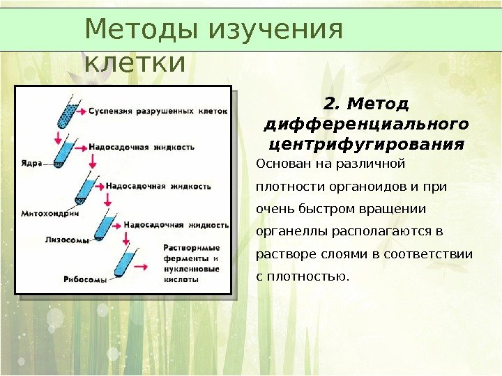 2. Метод дифференциального центрифугирования Основан на различной плотности органоидов и при очень быстром вращении
