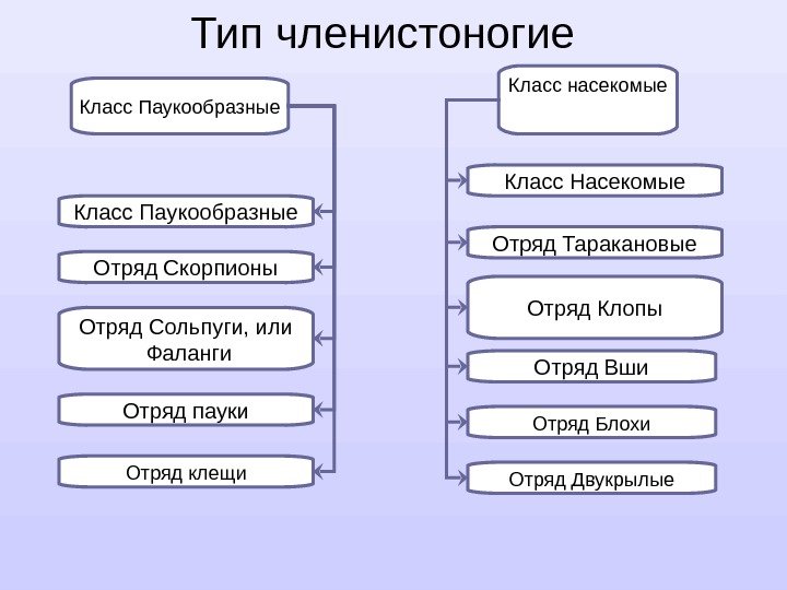 Паукообразные таблица 7 класс