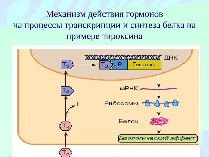 Механизм действия гормонов на процессы транскрипции и синтеза белка на примере тироксина 