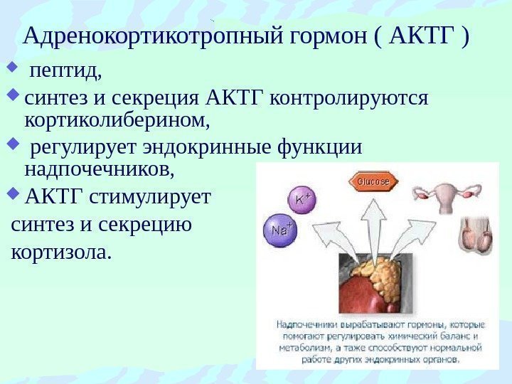 Адренокортикотропный гормон ( АКТГ ) пептид,  синтез и секреция АКТГ контролируются кортиколиберином, регулирует