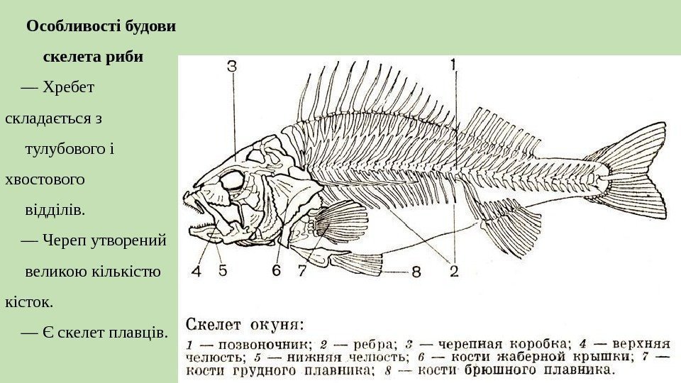 Особливості будови скелета риби — Хребет складаєтьсяз тулубовогоі хвостового відділів. — Черепутворений великоюкількістю кісток.