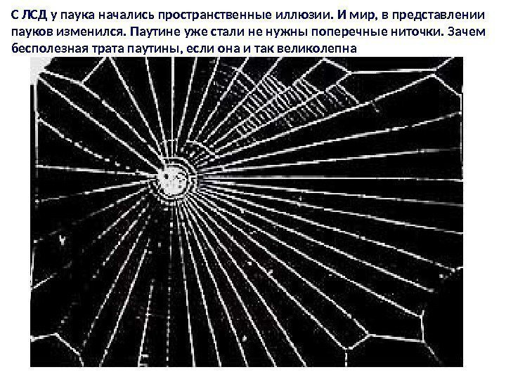 С ЛСД у паука начались пространственные иллюзии. И мир, в представлении пауков изменился. Паутине
