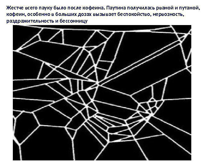 Жестче всего пауку было после кофеина. Паутина получилась рваной и путаной,  кофеин, особенно