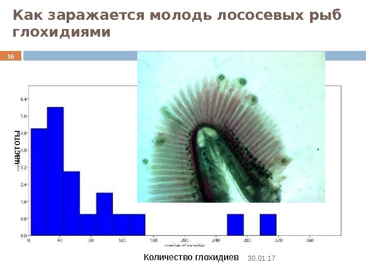 Как заражается молодь лососевых рыб глохидиями Количество глохидиевчастоты 30. 01. 1716 