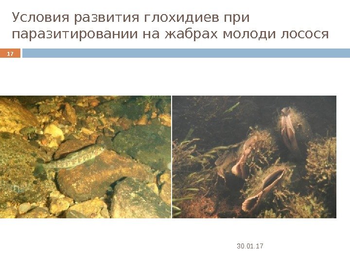 Условия развития глохидиев при паразитировании на жабрах молоди лосося 30. 01. 1717 