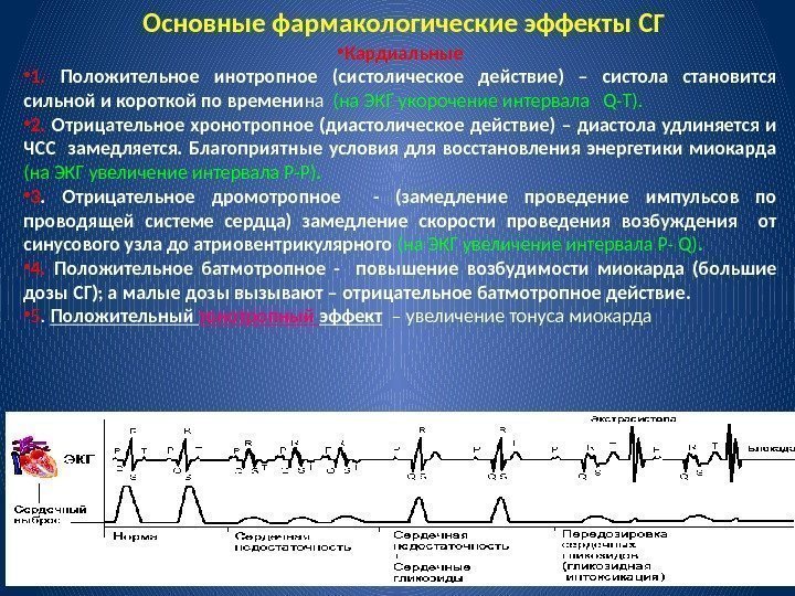 Основные фармакологические эффекты СГ • Кардиальные • 1.  Положительное инотропное (систолическое действие) –