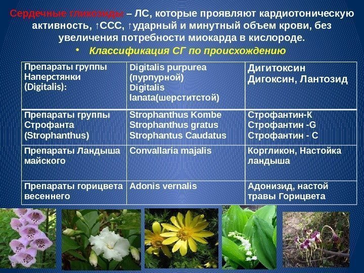 Сердечные гликозиды – ЛС, которые проявляют кардиотоническую активность, ↑ССС, ↑ударный и минутный объем крови,