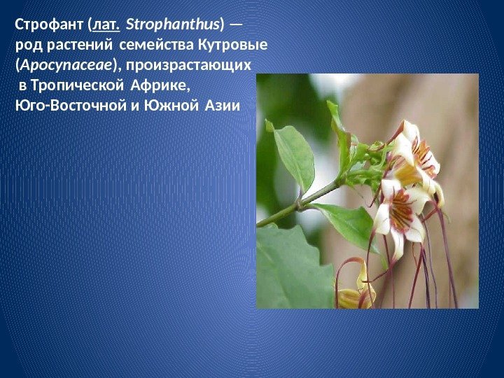 Строфант ( лат.  Strophanthus ) — род растений семейства Кутровые ( Apocynaceae ),