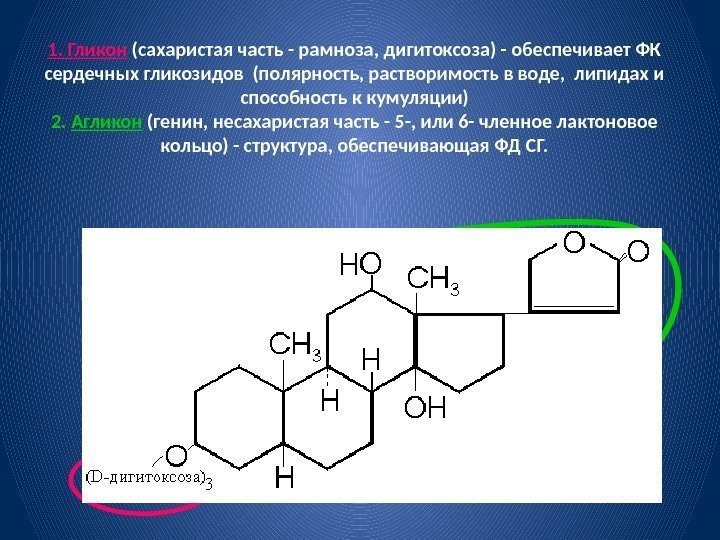 1. Гликон (сахаристая часть - рамноза, дигитоксоза) - обеспечивает ФК сердечных гликозидов (полярность, растворимость