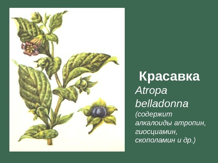   Красавка Atropa belladonna (содержит алкалоиды атропин,  гиосциамин,  скополамин и др.