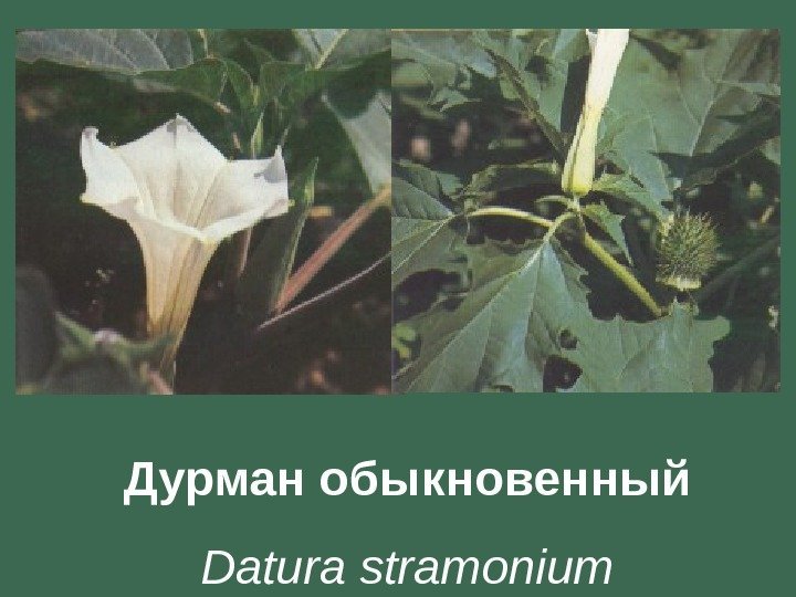Дурман обыкновенный Datura stramonium 