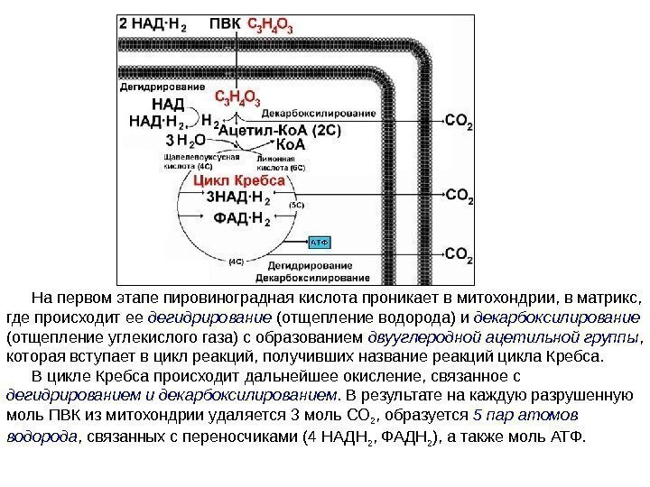 На первом этапе пировиноградная кислота проникает в митохондрии, в матрикс,  где происходит ее