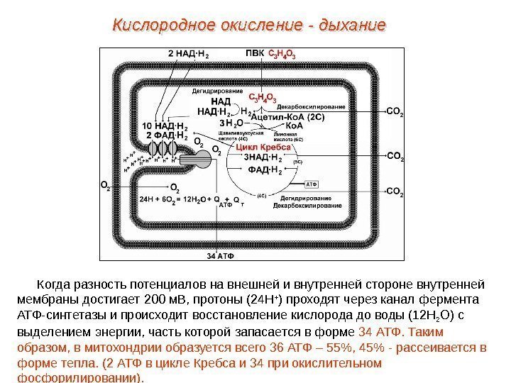 Когда разность потенциалов на внешней и внутренней стороне внутренней мембраны достигает 200 м. В,