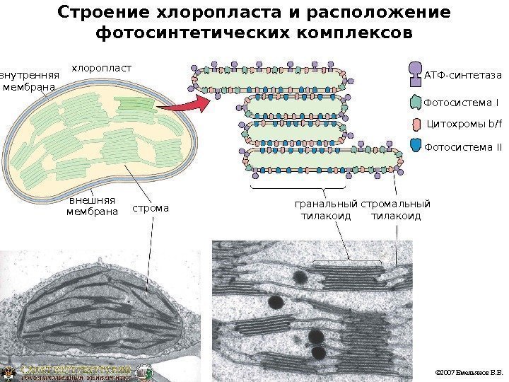 Строение хлоропласта и расположение фотосинтетических комплексов внутренняя мембрана хлоропласт внешняя мембрана стромальный тилакоидгранальный тилакоид