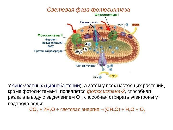 У сине-зеленых (цианобактерий) , а затем у всех настоящих растений,  кроме фотосистемы-1, появляется