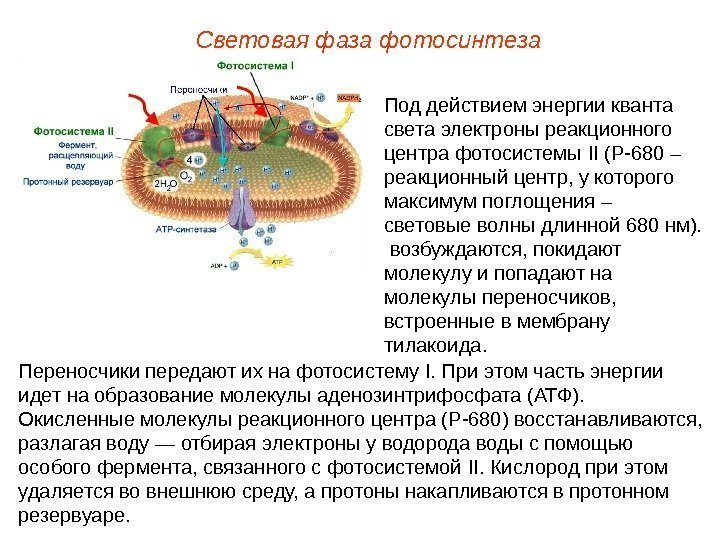 Переносчики передают их на фотосистему I. При этом часть энергии идет на образование молекулы