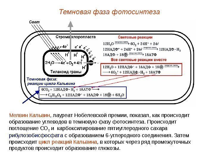 Мелвин Кальвин , лауреат Нобелевской премии, показал, как происходит образование углеводов в темновую фазу