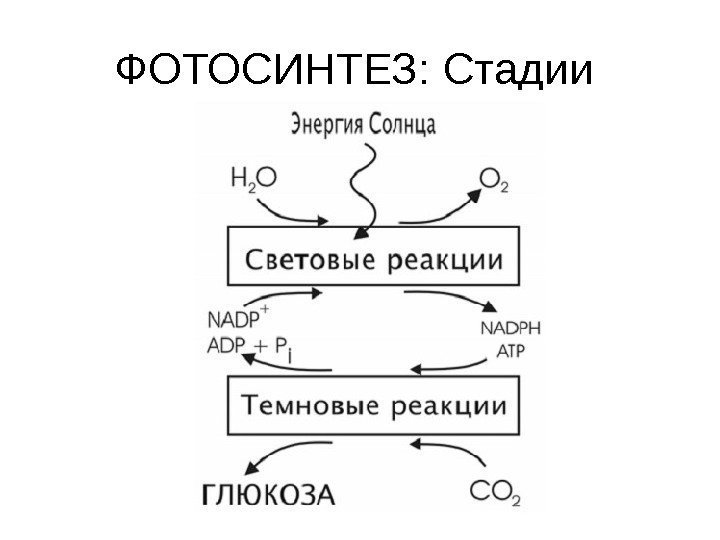 ФОТОСИНТЕЗ: Стадии 