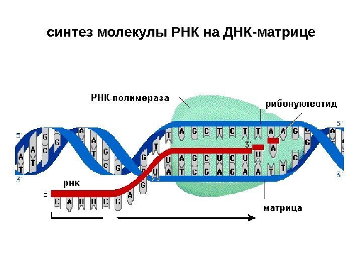 синтез молекулы РНК на ДНК-матрице 