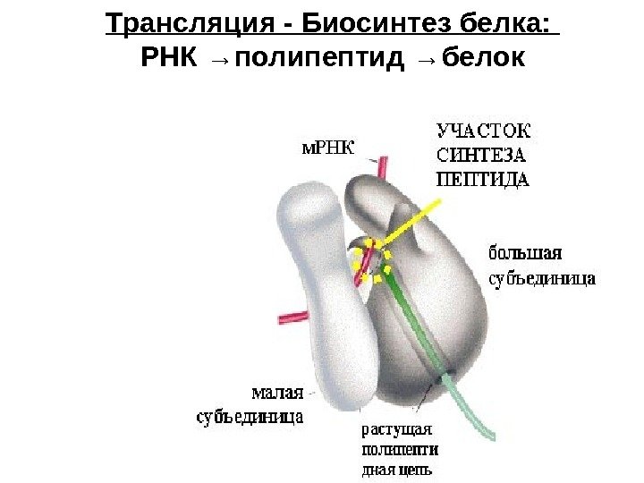 Трансляция - Биосинтез белка:  РНК →полипептид →белок 