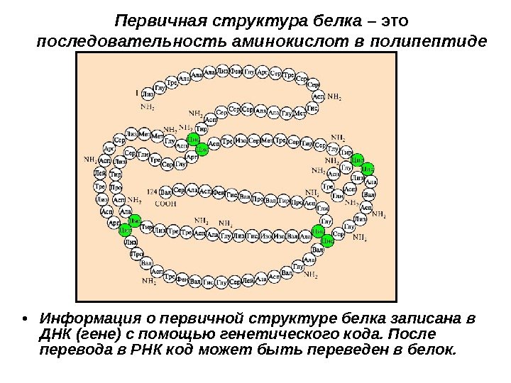 Белок это последовательность