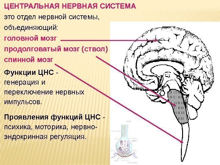ЦЕНТРАЛЬНАЯ НЕРВНАЯ СИСТЕМА  это отдел нервной системы,  объединяющий:  головной мозг продолговатый