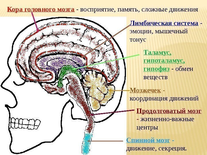 Кора головного мозга  - восприятие, память, сложные движения Лимбическая система - эмоции, мышечный