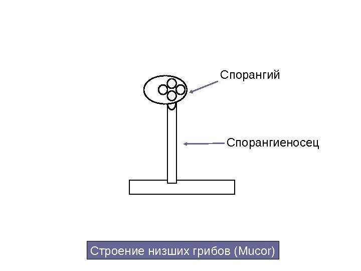 Спорангий Спорангиеносец Строение низших грибов ( Mucor) 
