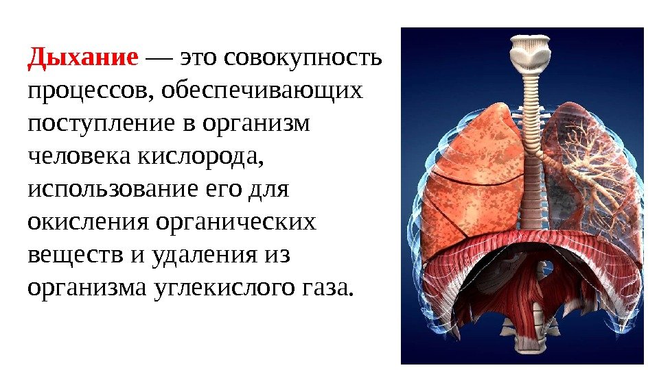 Процесс вдоха человека. Дыхательная система анатомия. Процессы дыхательной системы человека. Анатомия и физиология органов дыхания. Физиология дыхания анатомия.