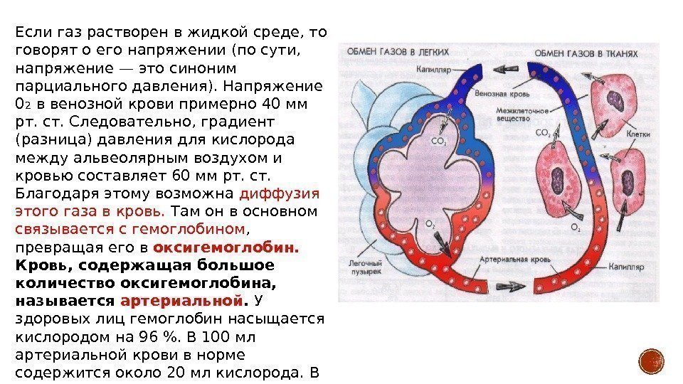 Газообмен физиология дыхания. Напряжение газов в артериальной и венозной крови. Газообмен в клетках. Обмен газов между легкими