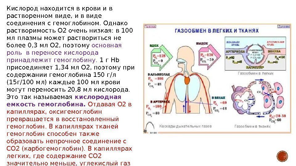 Соединение кислорода в крови. Схема насыщения крови кислородом. Этапы дыхания анатомия. Кислород в крови. Движение кислорода в организме.