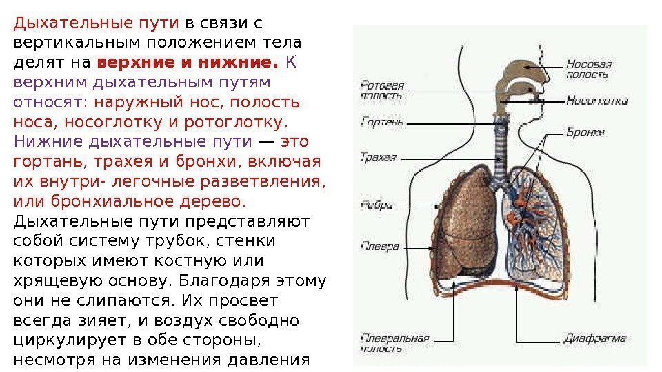 Дыхательная система анатомия презентация