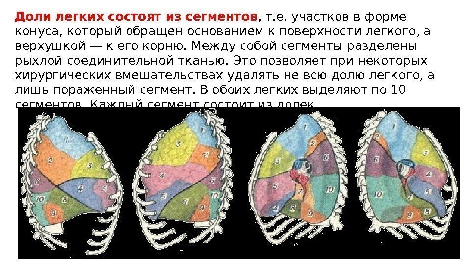 Восстановление после удаления доли легкого лучшая схема