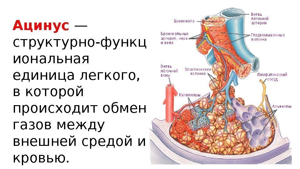 Схема строения ацинуса