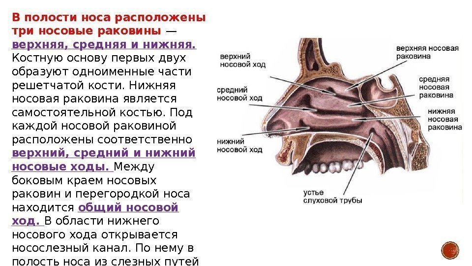 Носовые раковины анатомия фото