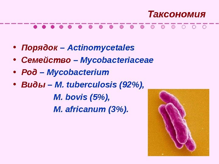   Таксономия • Порядок – Actinomycetales  • Семейство – Mycobacteriaceae • Род