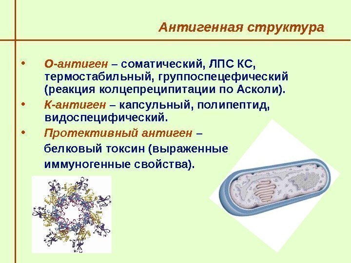   Антигенная структура  • О-антиген – соматический, ЛПС КС,  термостабильный, группоспецефический