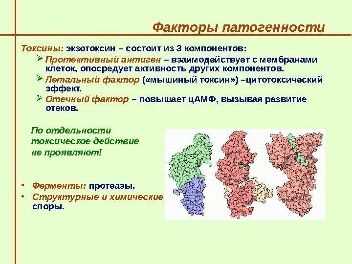   Факторы патогенности  Токсины:  экзотоксин – состоит из 3 компонентов: 