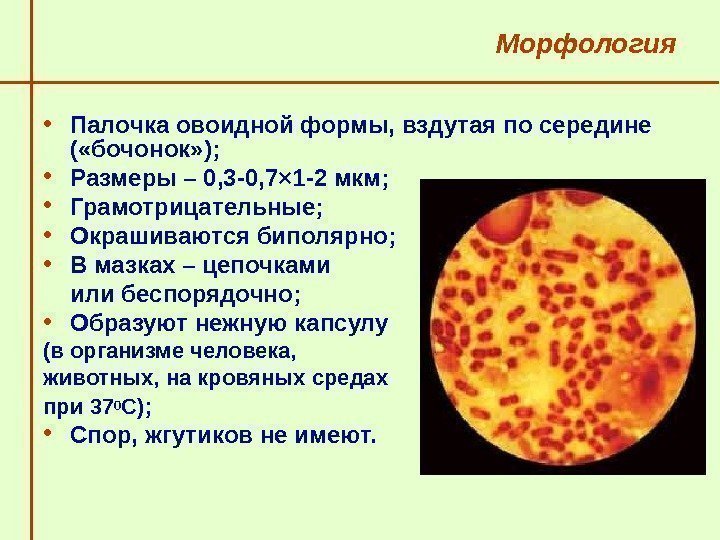   Морфология • Палочка овоидной формы, вздутая по середине ( «бочонок» ); 