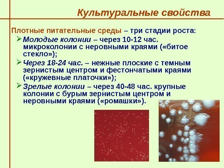   Культуральные свойства Плотные питательные среды – три стадии роста:  Молодые колонии