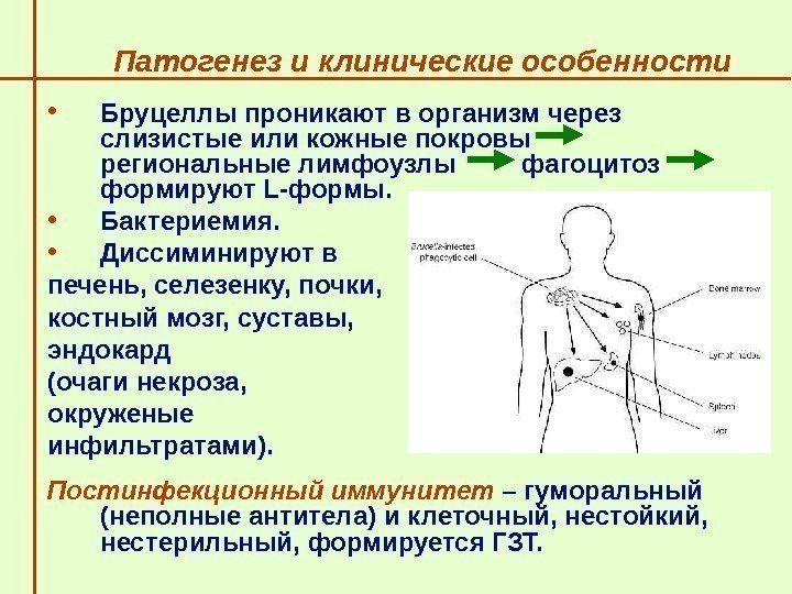   Патогенез и клинические особенности  • Бруцеллы проникают в организм через слизистые