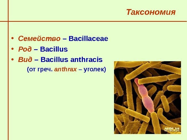   Таксономия • Семейство – Bacillaceae • Род – Bacillus • Вид –