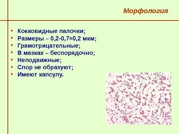   Морфология • Кокковидные палочки;  • Размеры – 0, 2 -0, 7×