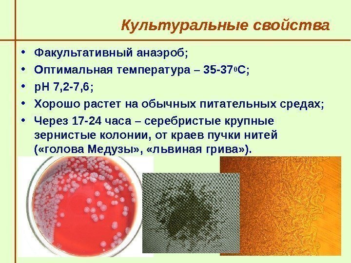   Культуральные свойства • Факультативный анаэроб;  • Оптимальная температура – 35 -370