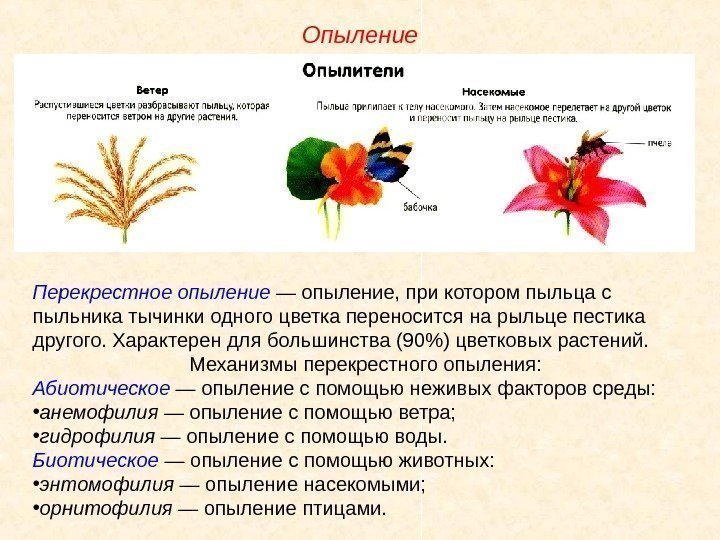 Перекрестное опыление — опыление, при котором пыльца с пыльника тычинки одного цветка переносится на
