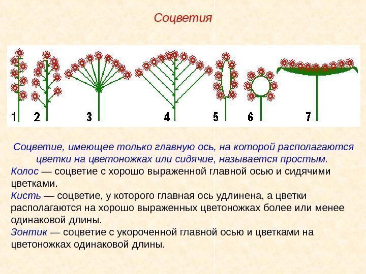 Соцветие, имеющее только главную ось, на которой располагаются цветки на цветоножках или сидячие, называется