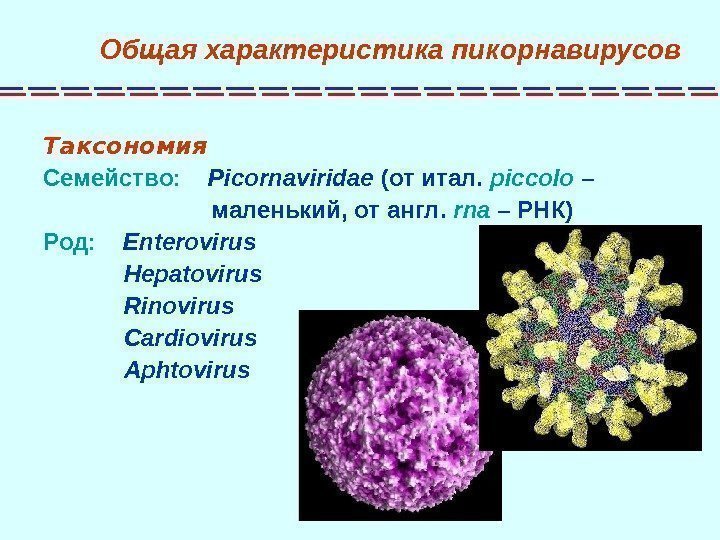 Пикорнавирусы микробиология презентация